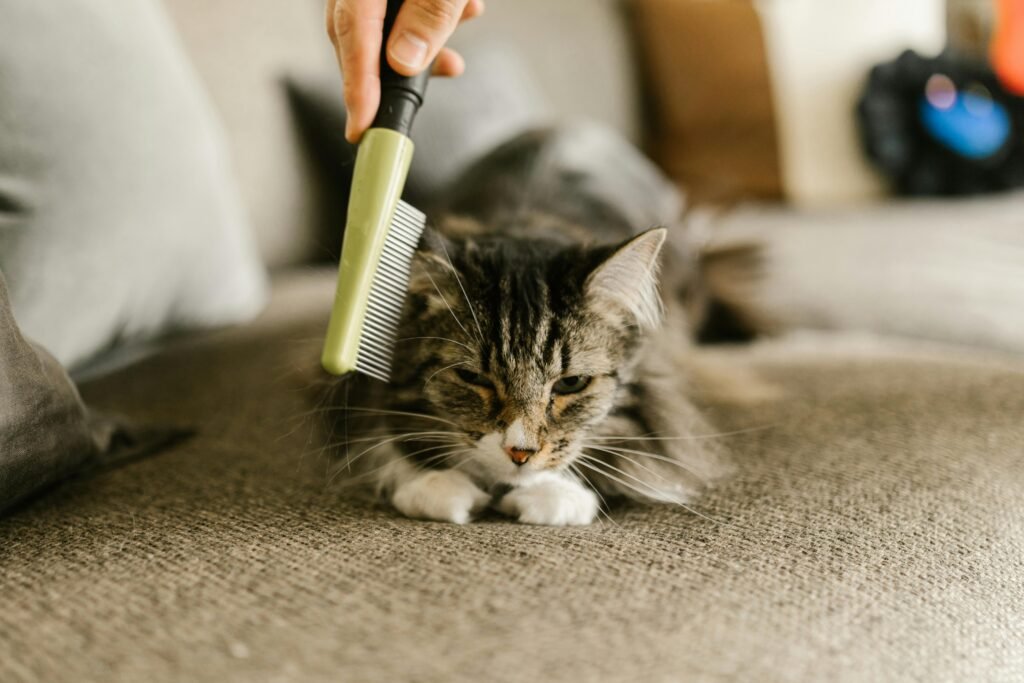 brushing a cat to remove hair